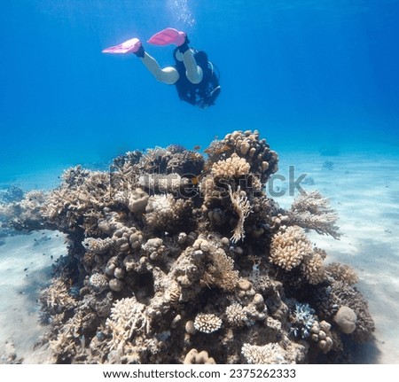 Scuba Diver gliding over a coral bommie in the Red Sea Royalty-Free Stock Photo #2375262333