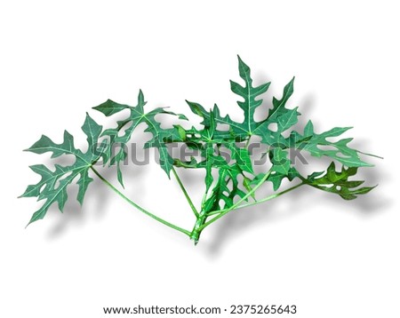  a close-up of a papaya leaf isolated on white background, palmately lobed leaf with a rough, green surface. The leaf is divided into seven to nine, each of which is further divided into smaller lobes