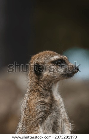 A meerkat or suricato in his natural environment.