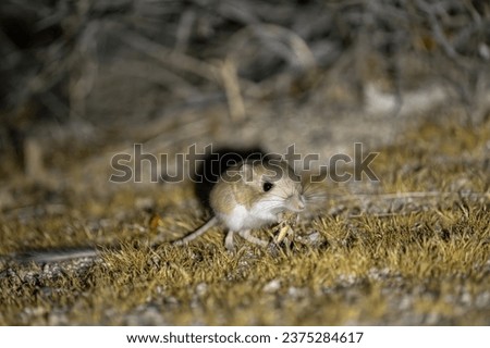Merriam's kangaroo rat eating a bug