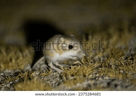 Merriam's kangaroo rat foraging at night  Royalty-Free Stock Photo #2375284681