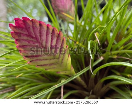A closeup shot of Pink Quill (Wallisia Cyanea)
 Royalty-Free Stock Photo #2375286559