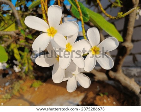 Beautiful White Frangipani Flowers  under sunlight