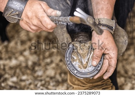 Farrier fitting a New Shoe to Race Horse - Stallion Royalty-Free Stock Photo #2375289073