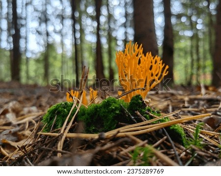 Ramaria aurea, also known as the Golden Coral Mushroom, is a striking woodland find. Resembling a branching coral colony, its vibrant golden hues add a touch of surreal beauty to the forest floor.  Royalty-Free Stock Photo #2375289769