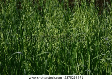 Wild oat (avena fatua) a fodder crop for cattle. Royalty-Free Stock Photo #2375298991