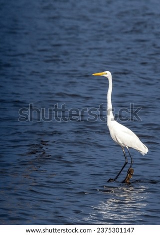 The great egret is a large, white wading bird found in all continents except Antarctica. It is known for its long, slender neck and bill, and its graceful movements. 