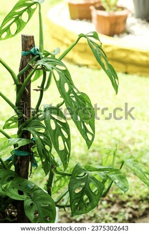 Green Monstera Oblique under the bright light in the garden Royalty-Free Stock Photo #2375302643