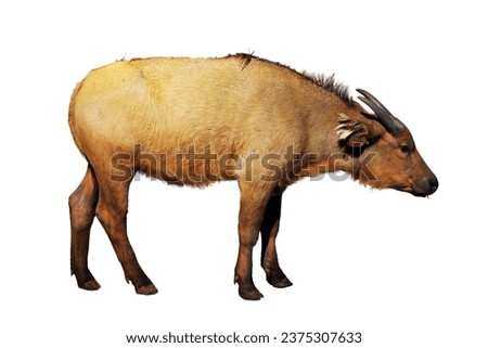 A picture of a young red buffalo standing over white background