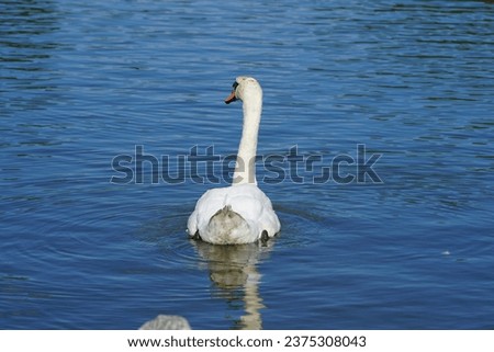A white mute swan swims on the Biesdorfer Baggersee lake in August. The mute swan, Cygnus olor, is a species of swan and a member of the waterfowl family Anatidae. Berlin, Germany Royalty-Free Stock Photo #2375308043