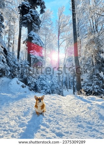 Cute Pembroke Welsh Corgi dog walking and playing in the snow. Dog in winter wonderland background. Natural wallpaper, lens flare over the dog in the forest
