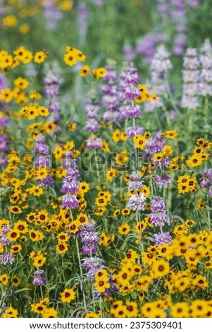 Wildflowers bursting with beautiful colorful color and scents in the spring season of Austin Texas  Royalty-Free Stock Photo #2375309401
