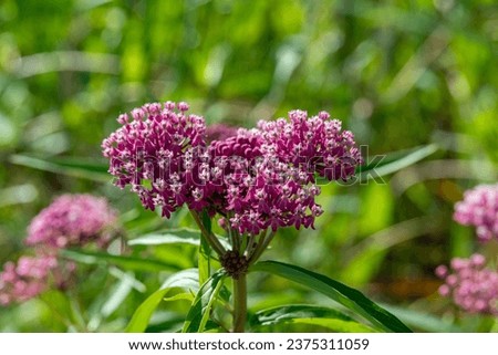Swamp Milkweed scientific name Asclepias incarnata with dark and light pink flowers in rural Minnesota, United States. 
 Royalty-Free Stock Photo #2375311059