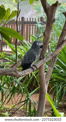 Grey Parrot sitting on a tree branch