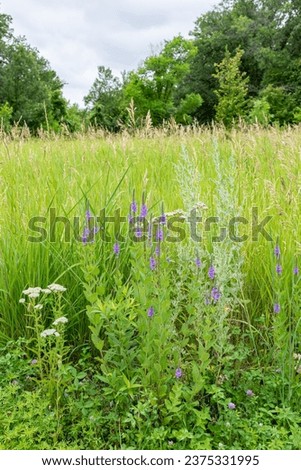 Close up of the small purple and pink flowers of Desmodium canadense also known as Showy Tick Trefoil on a blurred green background in a meadow in rural Minnesota, United States.
 Royalty-Free Stock Photo #2375331995