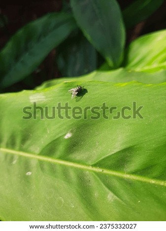 picture of a fly on a green leaf