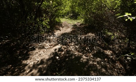 Forest landscape. A road leading a traveler through a wild forest. Sunlight breaks through the dense foliage. Natural landscape. Sketches of a traveler.