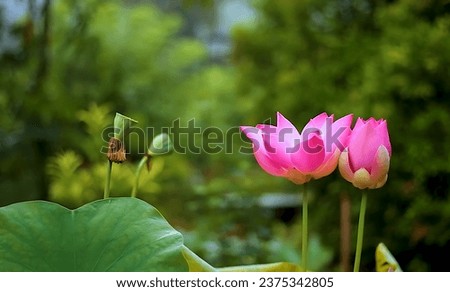 Beautiful lotus flower pictures the best lotus flower images.