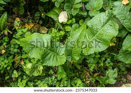 Large burdock leaves against a background of small foliage and grass in an urban forest park area