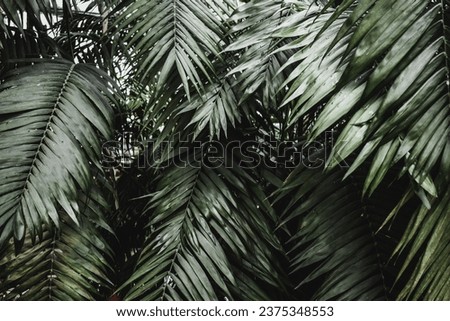 palme photos tropical stock art 