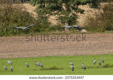 common cranes flying over the field