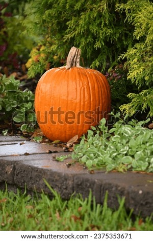 bright orange pumpkin sitting in an outside setting. The nice green colors of grass and leaves on bushes offer a nice contrast. Everything in the picture is wet due to a rain shower.