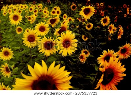 a field of sunflowers on a sunny day