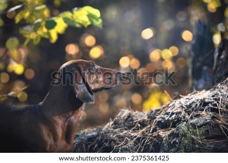 Portrait of a dachshund in profile against a forest background