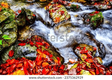 Beautiful creek in mountain forest. Forest creek in autumn. HDR Image (High Dynamic Range).