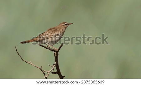 The rufous-tailed scrub robin is a medium-sized member of the family Muscicapidae.It breeds around the Mediterranean and east to Pakistan.  It is partially migratory, wintering in Africaand India.