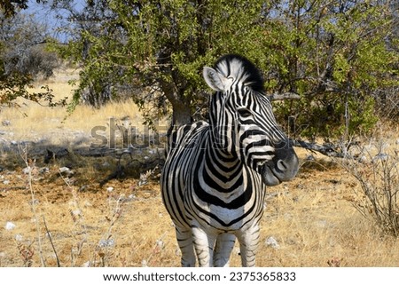 An adult zebra stands on the grass in a national nature reserve in a natural wild environment against a background of trees