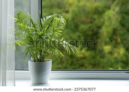 Plant on the window sill. A beautiful plant against the background of an open window. View of the window with a plant in a pot. Plants and flowers in the interior. Royalty-Free Stock Photo #2375367077