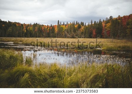 Algonquin Provincial Park in Ontario, Canada.