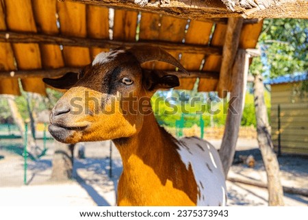 Cute photo of Brown goat in Malkia Park farm