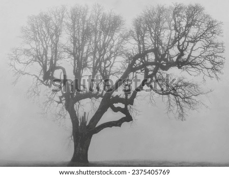 Ancient white oak tree with gnarled branches in moody fog mist