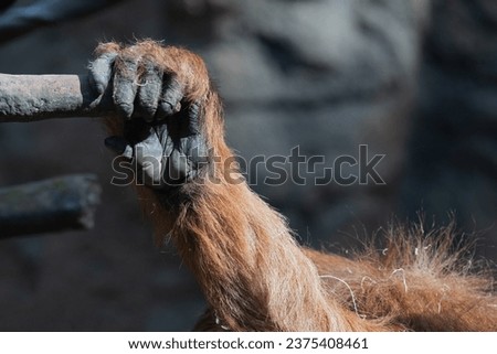 Sumatran Orangutan Hand Getting a Grip to Climb Up Royalty-Free Stock Photo #2375408461