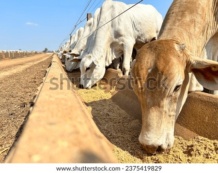 animals feeding on feedlot intensive system Royalty-Free Stock Photo #2375419829