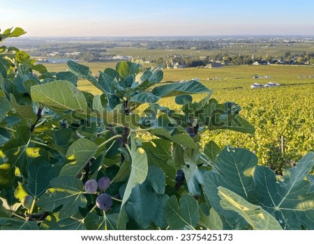 Wine country with fig tree in foreground, summer day Royalty-Free Stock Photo #2375425173