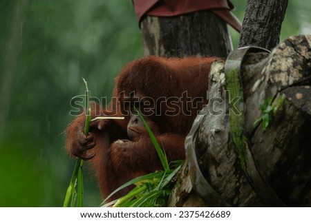 Male orangutan eating leaves behind the tree. Rainy day, background image with copy space for text