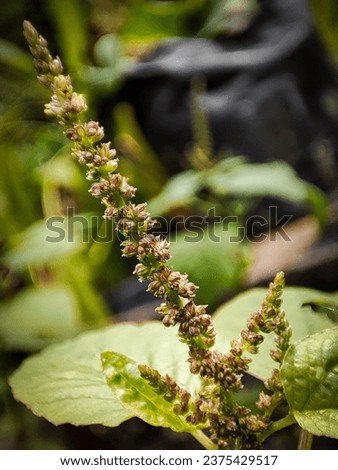 selective focus on a macro picture of a plant with many and long greenish-brown seeds. there are green leaves and a dark blurred background