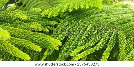 Norfolk pine is a Christmas tree with coniferous and is evergreen in color