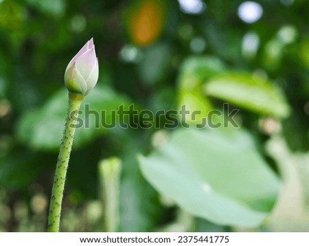 Lotus buds emerge from the surface of the water and are in a lotus basin with many lotus leaves. It is a very beautiful picture of nature.