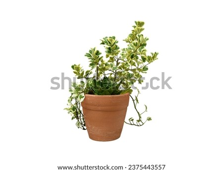 Ornamental plants.
Mistletoe fig Mistletoe rubber plant Grown in terra cotta pots. For decorating the garden and front of the house.
Isolated and clipping path.