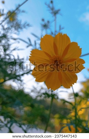 Cosmos flower or kenikir, a flower that means optimism and prosperity