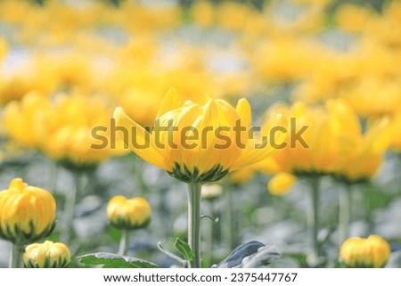 Yellow Chrysanthemum in the garden, Chrysanthemum background, Yellow flowers.