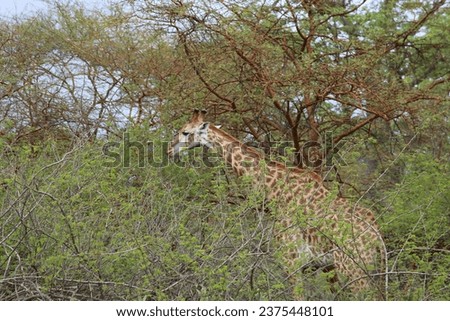 Giraffe in the Trees at a Wildlife Reserve in Senegal, West Africa on a Grey Day