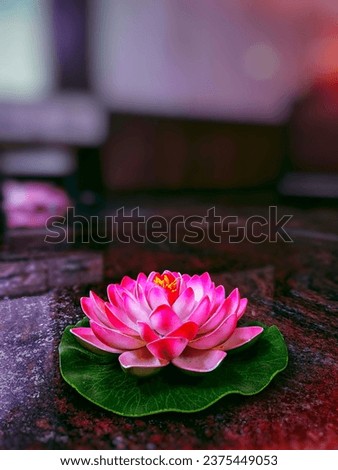 beautiful bright photography lotus image