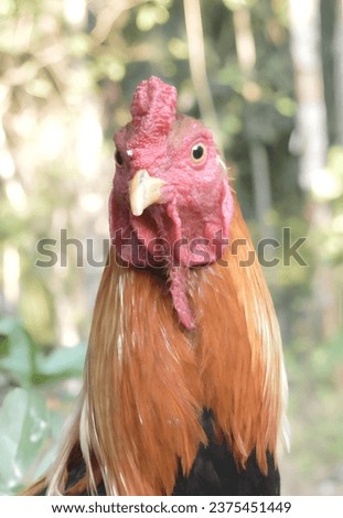 Beautiful close up view of a handsome young brown rooster on a blurred background