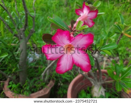 “Adenium” is another tree with very beautiful flowers. If anyone has planted it around the house It is believed that it will help. "Enhance charm and make people in the house popular."