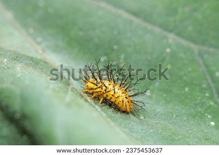 Orange lady beetle larva with black spines (Outdoor field, closeup macro photography)